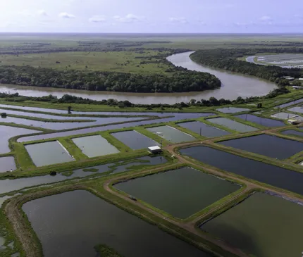 aerial view of the humpty doo barramundi farm with ponds fill of water and the winding adelaide river in the distance