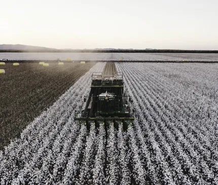 Kimberley Cotton Co Gin Aerial View Front On Of Tracktor Picking Cotton Kununnurra on Kimberley Cotton Gin