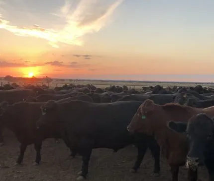 Funding approved to support beef industry in CQ