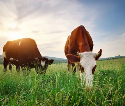 Contractual close reached on NAIF loan to Signature Onfarm